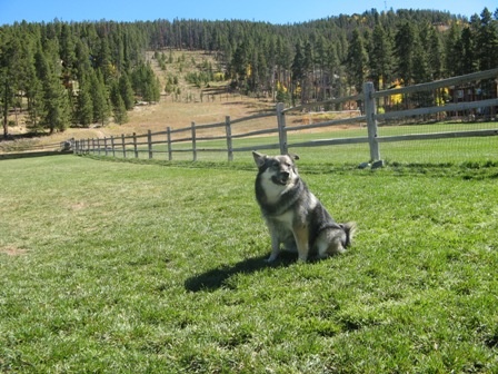 Carter Park Dog Park