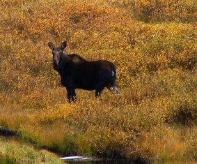 Moose in Cucumber Gulch