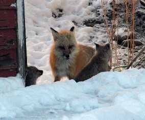 Fox with kits