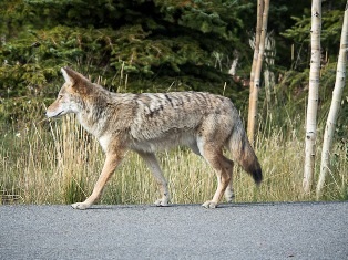 Coyote on the road