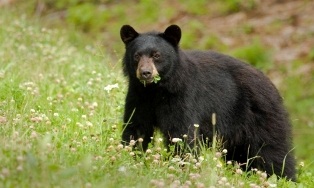 Black Bear