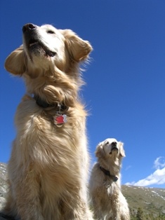 Two Golden Retrievers on a Hike